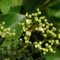 Premna serratifolia L.
